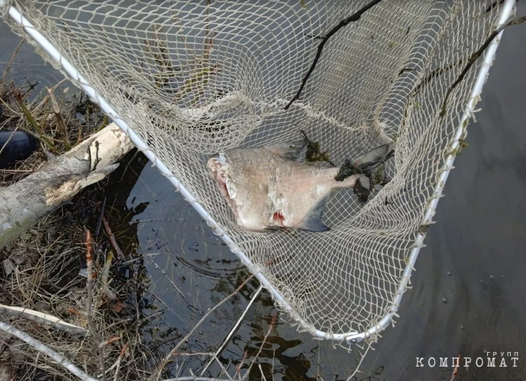 The runoff from the Northern Urals Gold site poisoned the rivers for several years. Officials and supervision hid the pestilence and the death of forests behind formal reports
