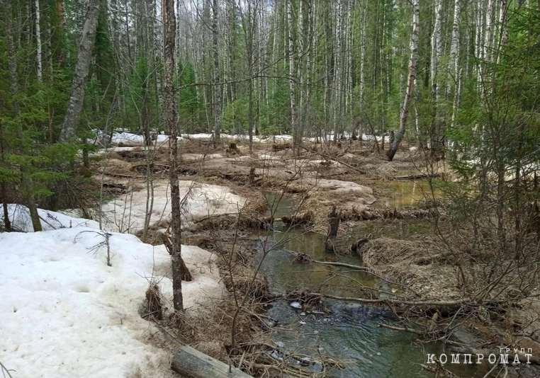 The runoff from the Northern Urals Gold site poisoned the rivers for several years. Officials and supervision hid the pestilence and the death of forests behind formal reports