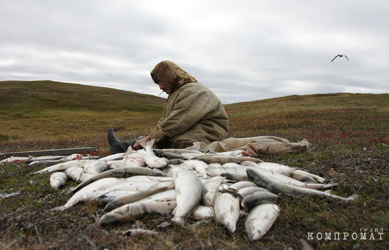 Yamal officials are destroying fishing communities of indigenous minorities, and recipients of subsidies are being checked by prosecutors and joint ventures
